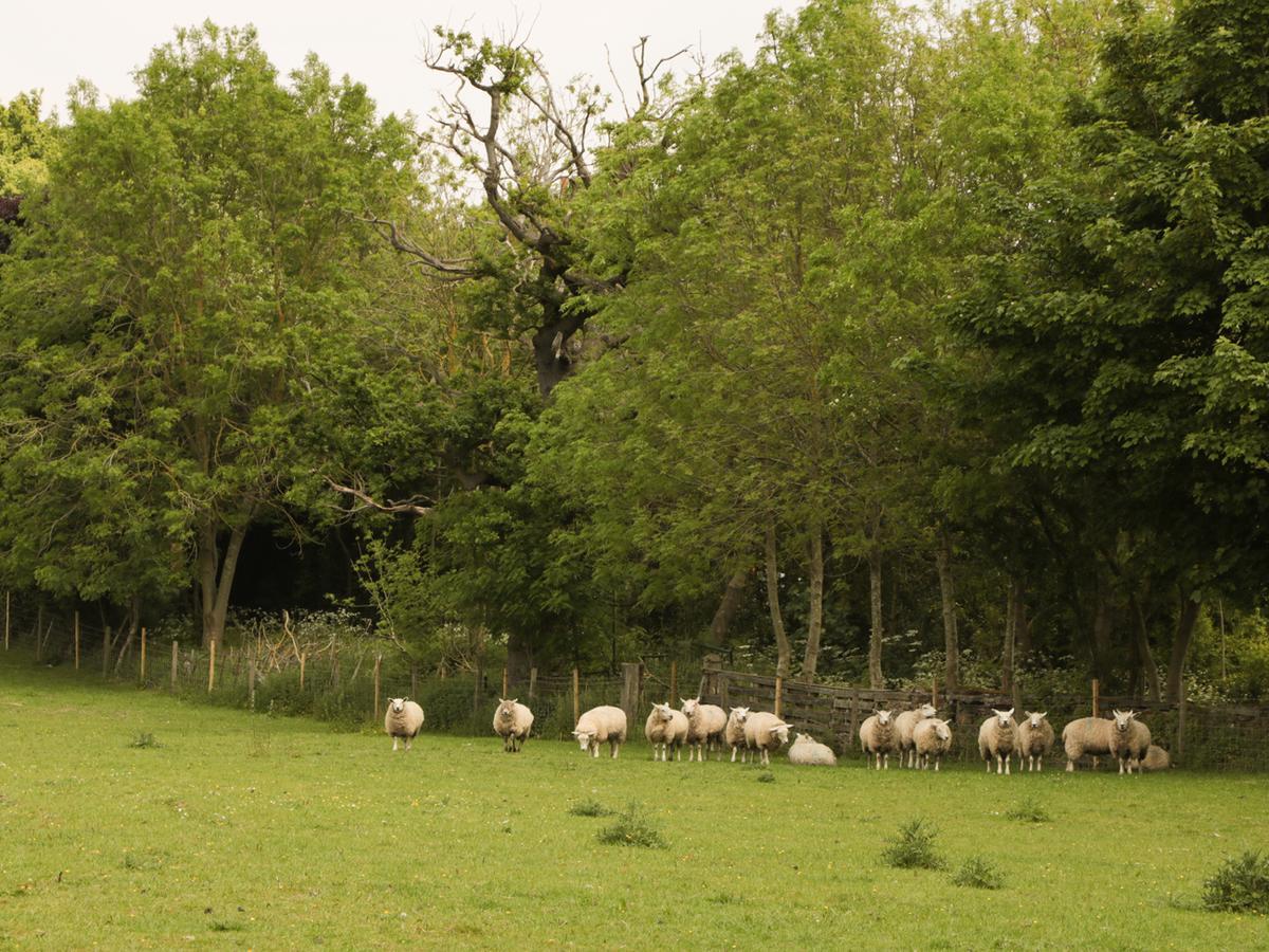 Just A Cottage, Newlands Farm Swanwick Exteriér fotografie